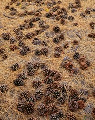 USA, Oregon, Newberry National Volcanic Monument. Cones and needles of ponderosa pine cover the forest floor.