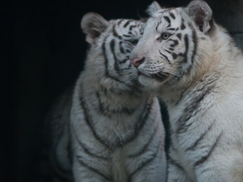 「タイガー」の画像 24,751 件の Stock 写真、ベクターおよびビデオ Adobe Stock