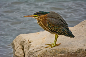 Green Heron, Fernhill Wetlands, Forest Grove, Oregon, USA