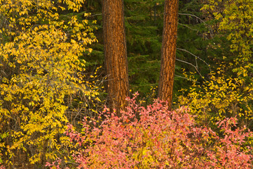 Fall foliage, Benham Falls area, Deschutes National Forest, USA
