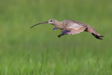 Long-billed Curlew in Flight