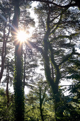 Obraz premium The sunlight shining through the woods at Jechun, South Korea, in the summer.