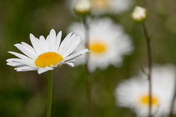 Pennsylvania. Field of daises.