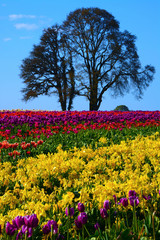 Tulip Festival in Woodburn, Oregon, USA.