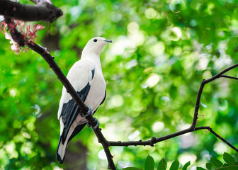 bird on a branch
