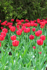 Obraz premium Red tulips, USA