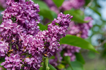 New York. Lilac flowers in bloom.