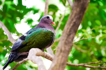 bird on a branch