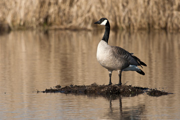 USA, Oregon, Baskett Slough National Wildlife Refuge, Canada Goose (Branta canadensis)