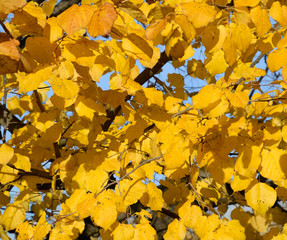 Yellow leaves of a linden. Yellowing leaves on the branches of a