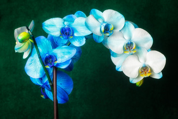 USA, Oregon, Keizer, hybrid orchid.