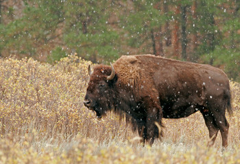 USA, South Dakota, Custer State Park. Bison in autumn snowfall. Credit as: Cathy & Gordon Illg / Jaynes Gallery / DanitaDelimont.com