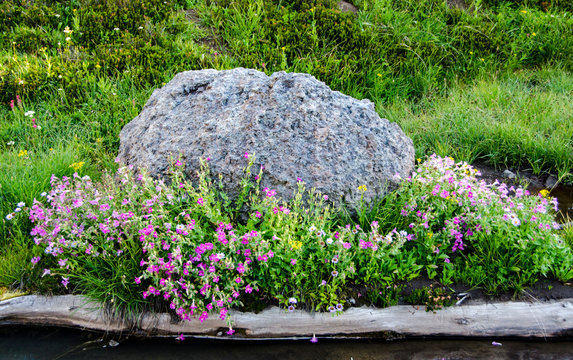 Deschutes National Forest, Oregon, USA. Wildflower Garden with stream and boulder.