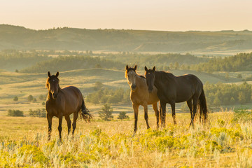 USA, South Dakota, Wild Horse Sanctuary. Wild horses in field. Credit as: Cathy & Gordon Illg / Jaynes Gallery / DanitaDelimont.com