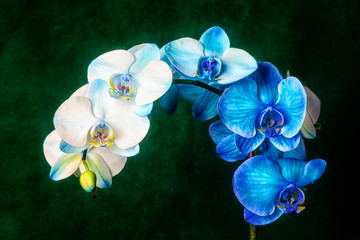 Fototapeta na wymiar USA, Oregon, Keizer, hybrid orchid.