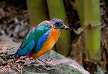 kingfisher on a background