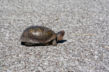 USA - Tennessee. Eastern Box Turtle (Terrapene carolina) is one of two species of box turtles found in the United States - propensity to get hit by cars.