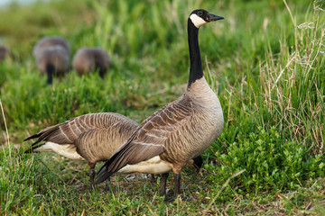 USA, Oregon, Baskett Slough National Wildlife Refuge, Canada Geese (Branta canadensis).