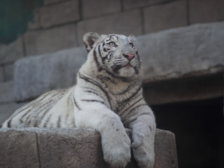 ホワイトターガー