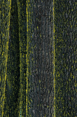 Mt. Ashland, Rogue River National Forest, Shasta Red Firs, (Abies magnifica), Oregon.