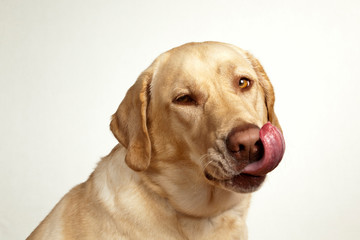 USA, Oregon, Keizer. Yellow Labrador Retriever (Canis lupis familiaris)