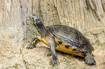 Yellow-bellied slider (Trachemys scripta scripta) North Carolina Aquarium, Manteo, Roanoke Island, North Carolina, USA.