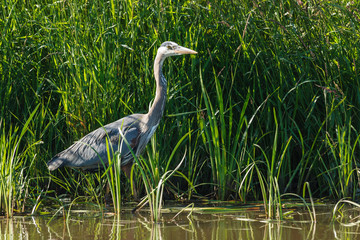 USA, Oregon, Baskett Slough National Wildlife Refuge, Great Blue Heron (Ardea herodias) hunting