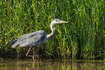 USA, Oregon, Baskett Slough National Wildlife Refuge, Great Blue Heron (Ardea herodias) hunting