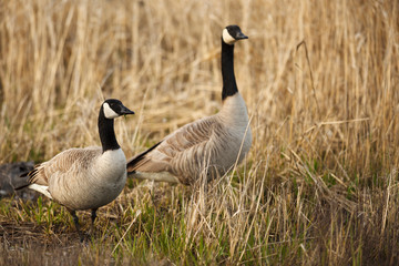 USA, Oregon, Baskett Slough National Wildlife Refuge, a pair of Canada Geese (Branta canadensis).