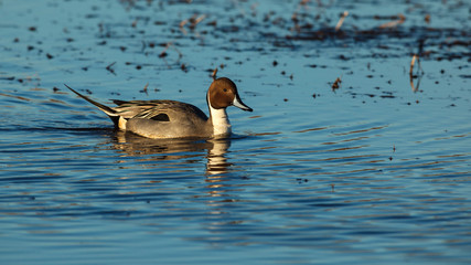 USA, Oregon, Baskett Slough National Wildlife Refuge, Northern Pintail (Anas acuta) drake.