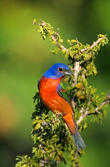 USA, Texas, Tilden. Male painted bunting perched in tree. 
