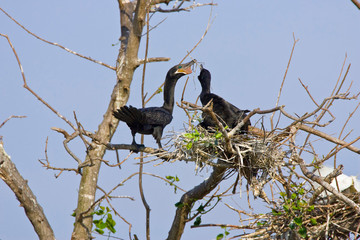 USA, Texas, High Island. Pair of double-crested cormorants building nest at High Island Rookery. Credit as: Fred J. Lord / Jaynes Gallery / DanitaDelimont.com