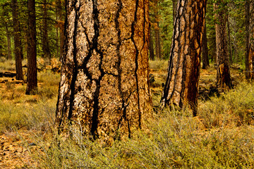 Ponderosa pines, Deschutes National Forest, USA