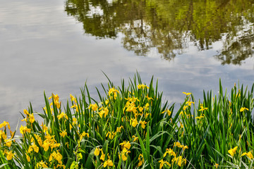 USA, Ohio, Shaker Heights, Horseshoe Lake