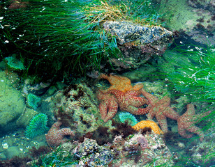 USA, Oregon, Nepture SP. Starfish and sea anemone co-exist in Neptune State Park near Cape Perpetua, Oregon. © Ric Ergenbright/Danita Delimont