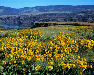 Fototapeta premium USA, Oregon, McCall SP. Yellow balsamroot flowers are a startling contast to the lava outcropings at McCall SP on Rowena Plateau above the Columbia River in Oregon.