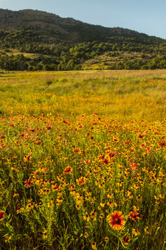 USA, Oklahoma, Wichita Mountains National Wildlife Refuge. Field of Indian blanket flowers. Credit as: Cathy and Gordon Illg / Jaynes Gallery / DanitaDelimont. com