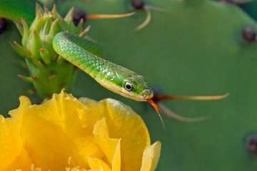 USA, Texas, Kimble County. Close-up of rough green snake and prickly pear blossom. Credit as: Cathy & Gordon Illg / Jaynes Gallery / DanitaDelimont.com