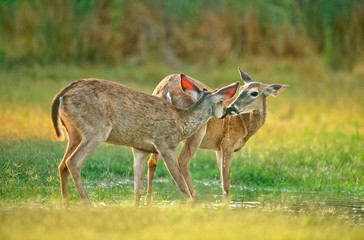USA, Texas, Rio Grande Valley, McAllen. Wild whitetail deer pair interacting at small pond. 