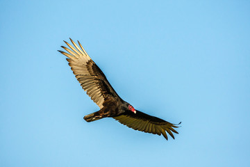 USA, Texas, Hidalgo County. Turkey vulture in flight. Credit as: Cathy & Gordon Illg / Jaynes Gallery / DanitaDelimont.com