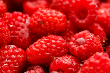 USA, Oregon, Keizer, Red Raspberries immediately after rinsing
