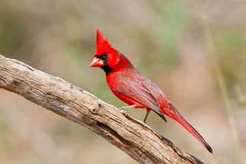 Northern Cardinal (Cardinalis cardinalis) male Starr, Texas, USA.