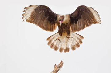 USA, Texas, Mission, Martin-Javelina Ranch. Crested caracara landing on branch stub. 
