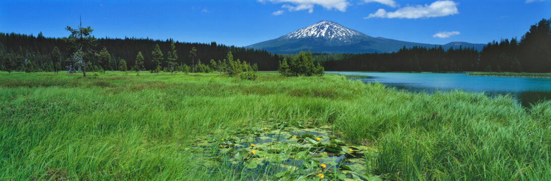 USA, Oregon, Hosmer Lake & Mt Bachelor. Pond lilies and reeds on Hosmer Lake are a foreground Mt Bachelor, Cascade Range, Oregon.