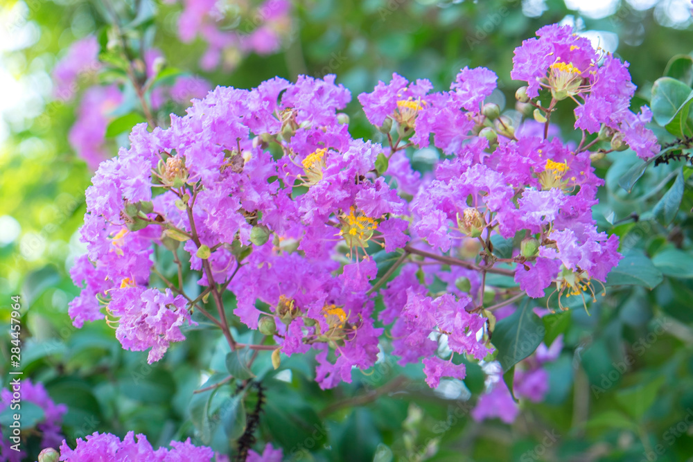 Wall mural Crape Myrtle, tree, Texas, Usa