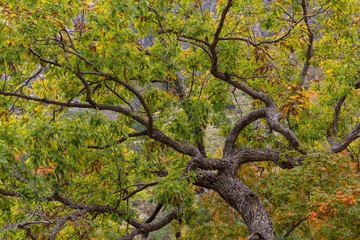 Fototapeta premium USA, Texas, Guadalupe Mountains National Park. Scenic of oak tree. Credit as: Don Paulson / Jaynes Gallery / DanitaDelimont.com