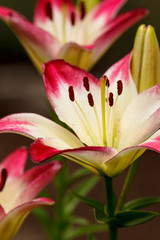 USA, Oregon, Keizer, cultivated Day Lily.