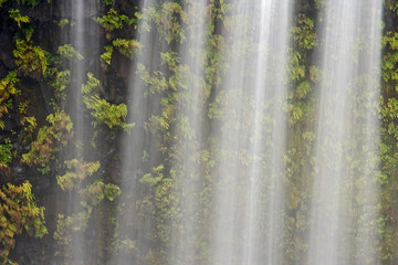 USA, Oregon, Willamette National Forest. Detail of Koosah Falls and maidenhair ferns. 