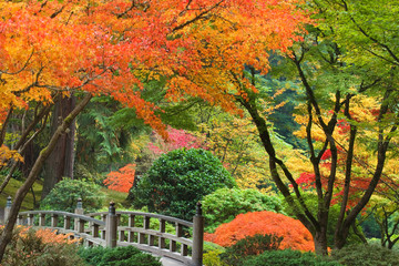 Obraz premium USA, Oregon, Portland. Wooden bridge and maple trees in autumn color at Portland Japanese Garden. 