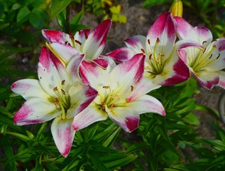 pink lilies on a green background